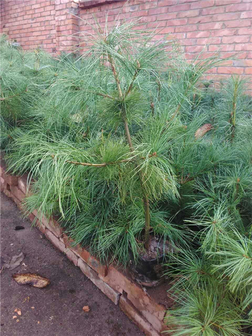陜西景觀苗木