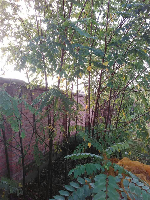 陜西景觀苗木