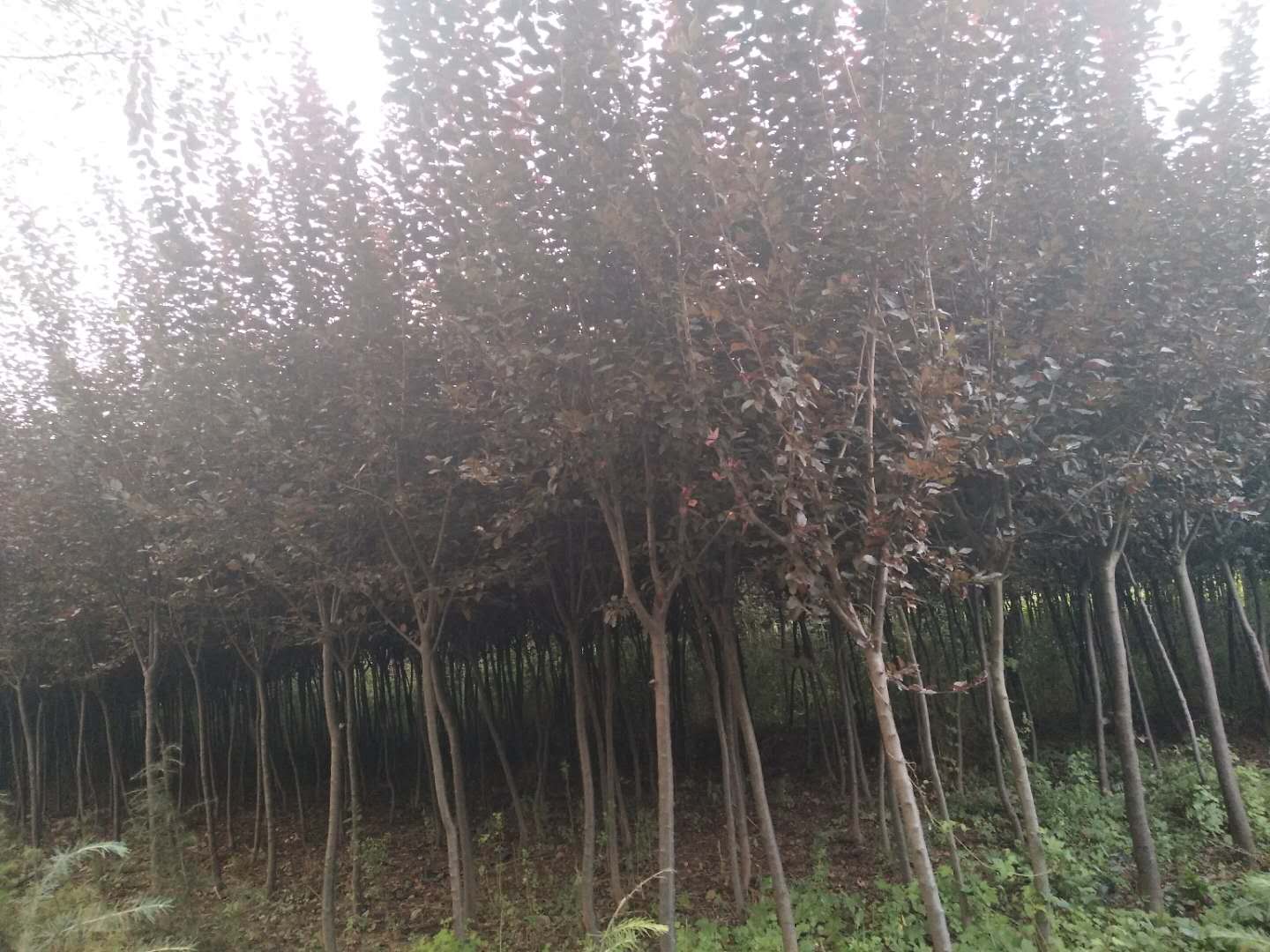 關(guān)于景觀苗木的選型、應(yīng)用及市場(chǎng)動(dòng)態(tài)的核心信息整合，結(jié)合行業(yè)規(guī)范和最新實(shí)踐